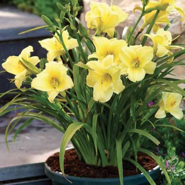Yellow daylily top